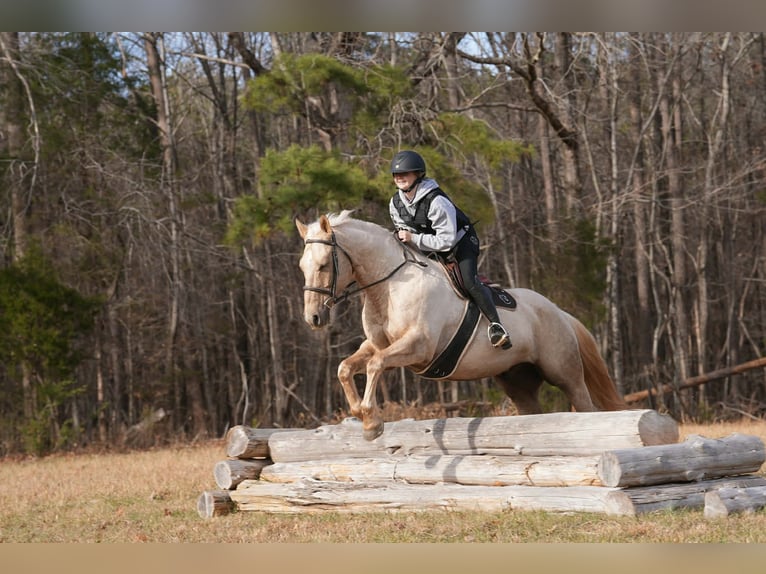 Caballo cuarto de milla Caballo castrado 11 años 157 cm Palomino in Clover