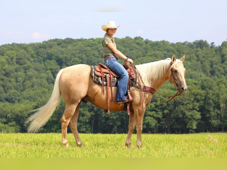 Caballo cuarto de milla Caballo castrado 11 años 157 cm Palomino in Clover