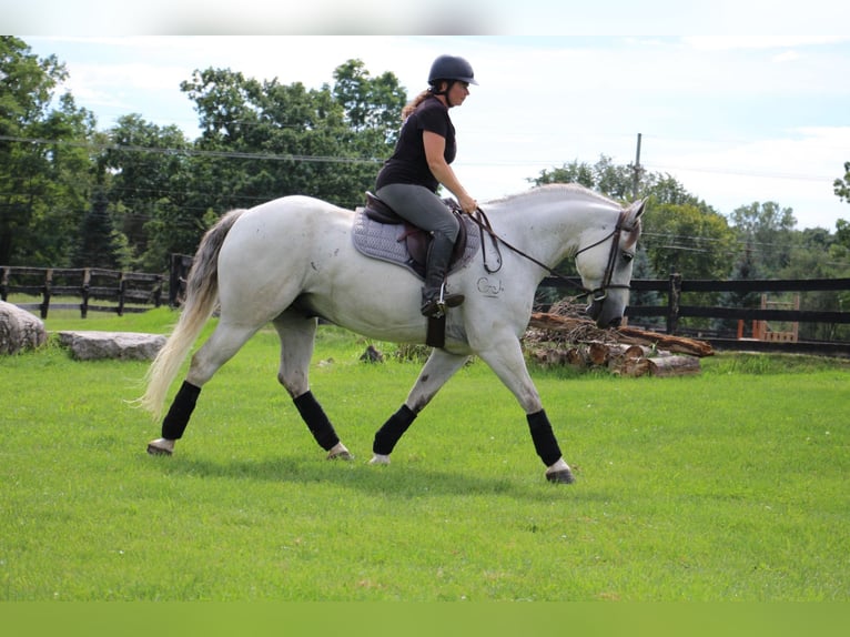 Caballo cuarto de milla Caballo castrado 11 años 157 cm Tordo in Howell MI