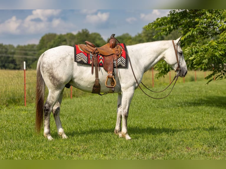 Caballo cuarto de milla Caballo castrado 11 años 157 cm Tordo in Quitman, AR