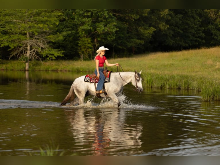 Caballo cuarto de milla Caballo castrado 11 años 157 cm Tordo in Quitman, AR