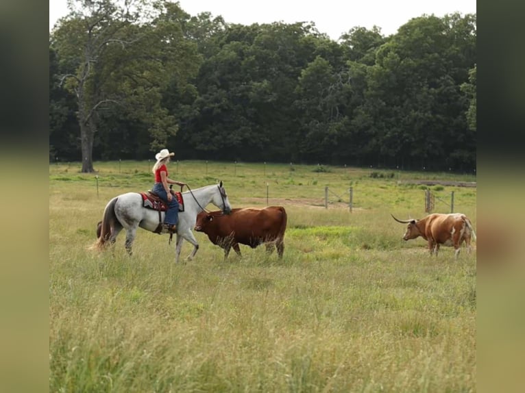 Caballo cuarto de milla Caballo castrado 11 años 157 cm Tordo in Quitman, AR