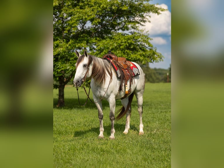 Caballo cuarto de milla Caballo castrado 11 años 157 cm Tordo in Quitman, AR