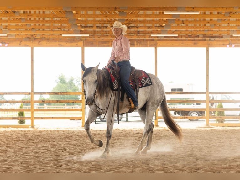 Caballo cuarto de milla Caballo castrado 11 años 157 cm Tordo in Quitman, AR
