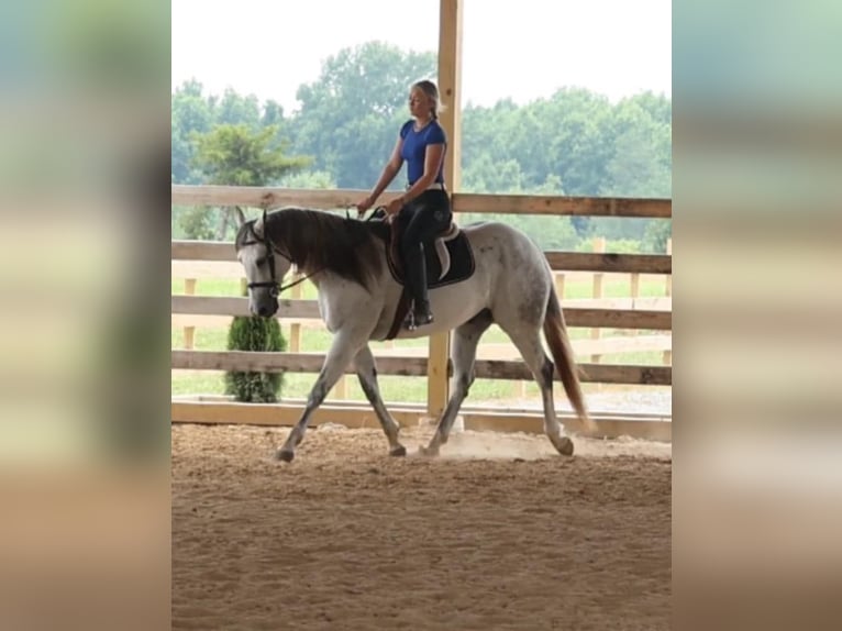 Caballo cuarto de milla Caballo castrado 11 años 157 cm Tordo in Quitman, AR