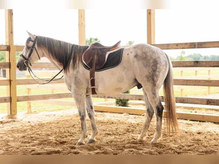 Caballo cuarto de milla Caballo castrado 11 años 157 cm Tordo in Quitman, AR