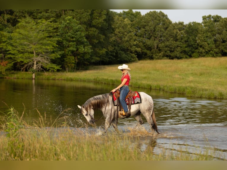 Caballo cuarto de milla Caballo castrado 11 años 157 cm Tordo in Quitman, AR