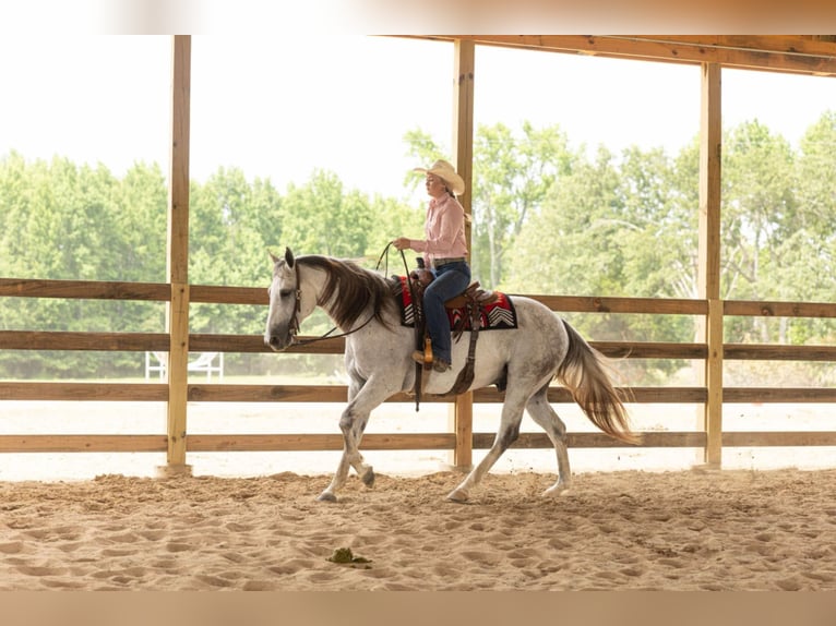 Caballo cuarto de milla Caballo castrado 11 años 157 cm Tordo in Quitman, AR