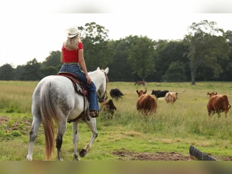 Caballo cuarto de milla Caballo castrado 11 años 157 cm Tordo in Quitman, AR