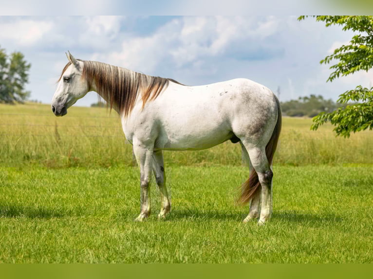 Caballo cuarto de milla Caballo castrado 11 años 157 cm Tordo in Quitman, AR