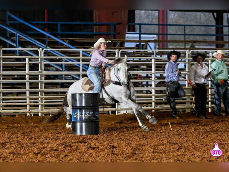 Caballo cuarto de milla Caballo castrado 11 años 157 cm Tordo in Quitman, AR