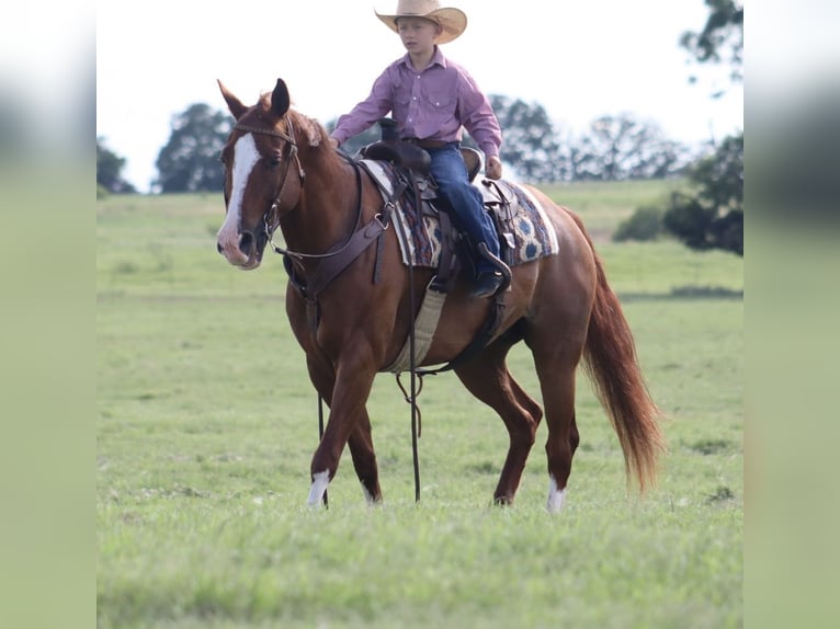 Caballo cuarto de milla Caballo castrado 11 años 160 cm Alazán rojizo in Stephenville, TX