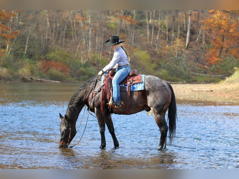 Caballo cuarto de milla Caballo castrado 11 años 160 cm Castaño-ruano in Clarion