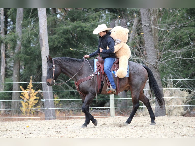 Caballo cuarto de milla Caballo castrado 11 años 160 cm Castaño-ruano in Clarion