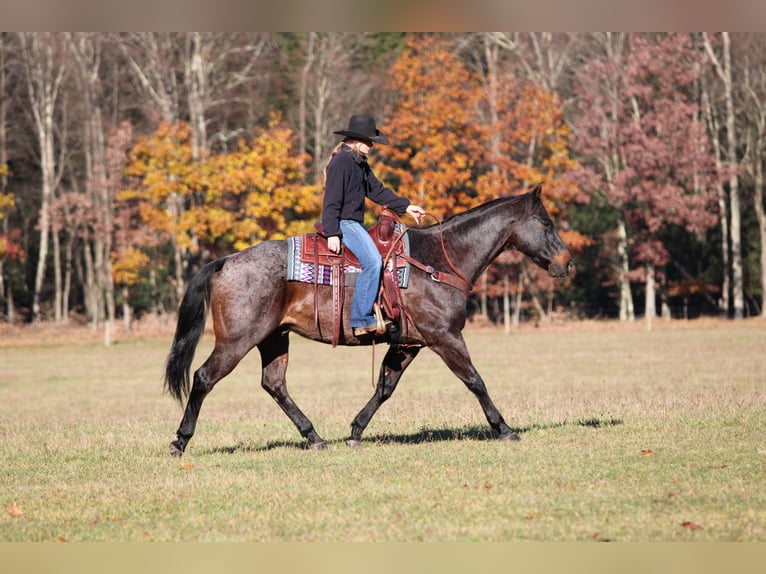 Caballo cuarto de milla Caballo castrado 11 años 160 cm Castaño-ruano in Clarion