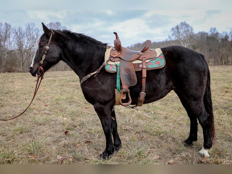 Caballo cuarto de milla Caballo castrado 11 años 160 cm Negro in Hillsboro KY