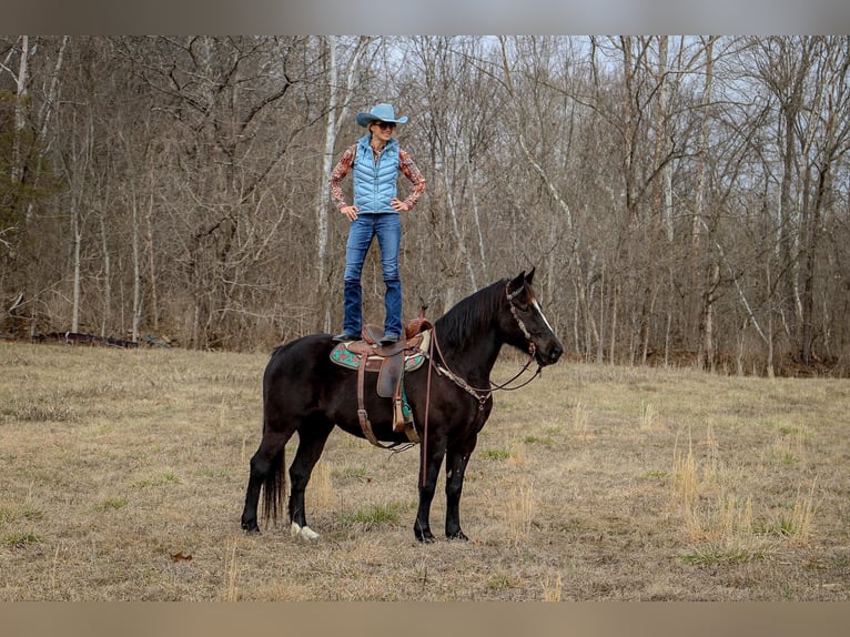 Caballo cuarto de milla Caballo castrado 11 años 160 cm Negro in Hillsboro KY