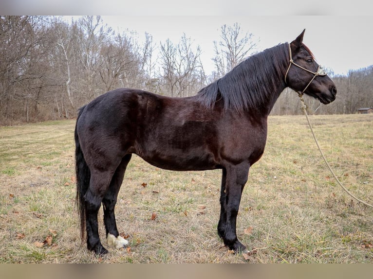 Caballo cuarto de milla Caballo castrado 11 años 160 cm Negro in Hillsboro KY