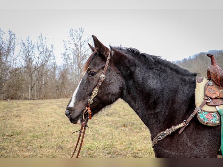 Caballo cuarto de milla Caballo castrado 11 años 160 cm Negro in Hillsboro KY