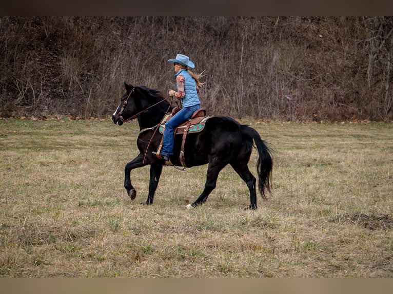 Caballo cuarto de milla Caballo castrado 11 años 160 cm Negro in Hillsboro KY