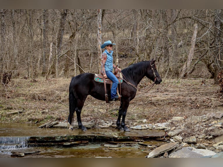 Caballo cuarto de milla Caballo castrado 11 años 160 cm Negro in Hillsboro KY