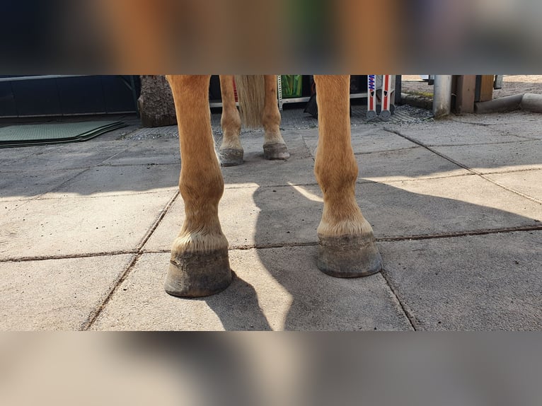 Caballo cuarto de milla Caballo castrado 11 años 160 cm Palomino in Lustenau