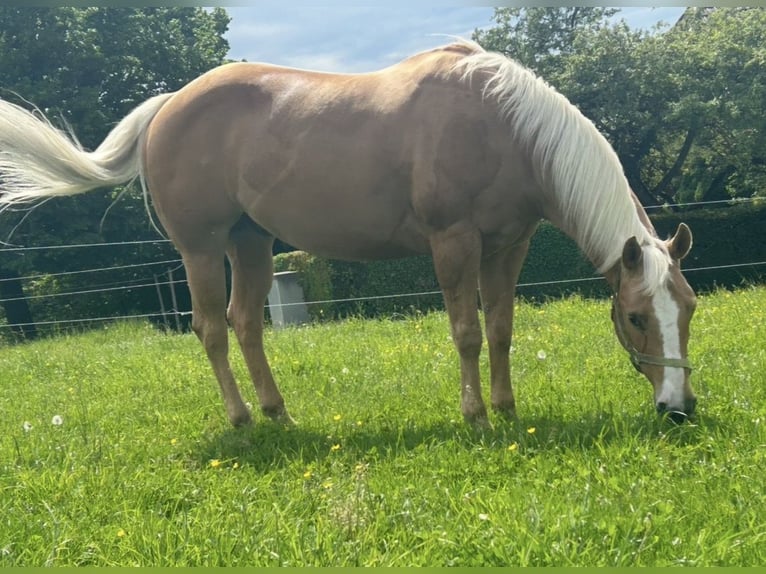 Caballo cuarto de milla Caballo castrado 11 años 160 cm Palomino in Neuenegg