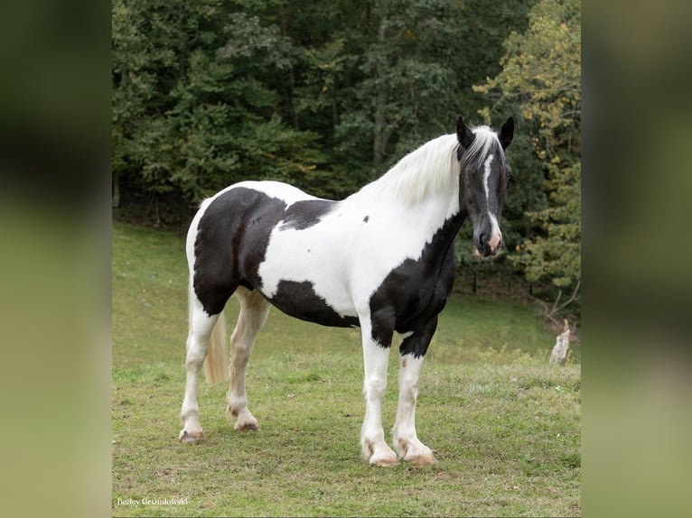 Caballo cuarto de milla Caballo castrado 11 años 160 cm Tobiano-todas las-capas in Everett PA