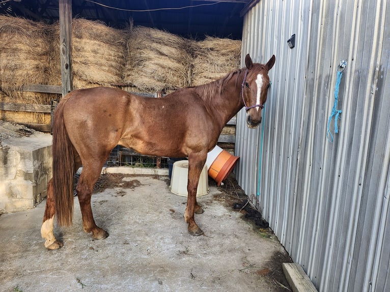 Caballo cuarto de milla Mestizo Caballo castrado 11 años 163 cm Alazán-tostado in Boiling Springs