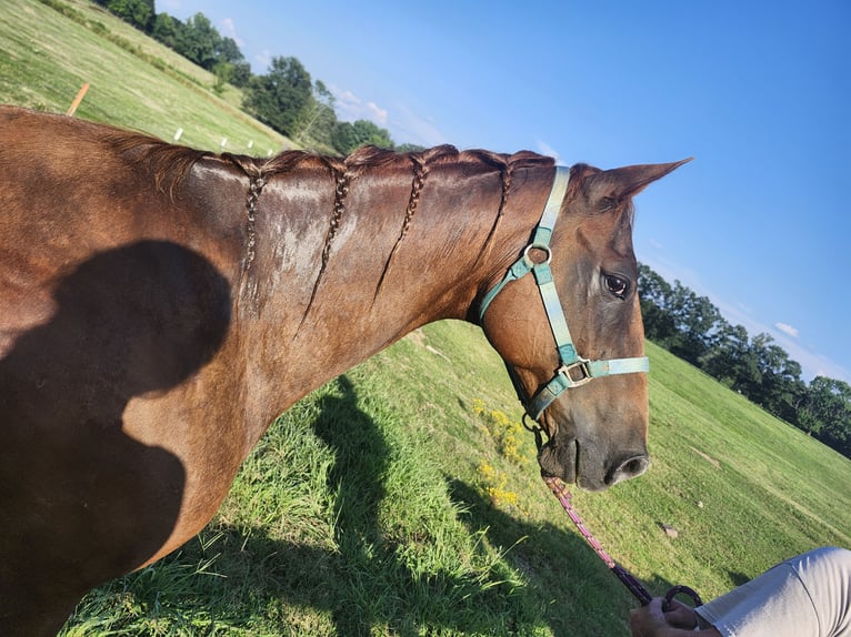 Caballo cuarto de milla Mestizo Caballo castrado 11 años 163 cm Alazán-tostado in Boiling Springs