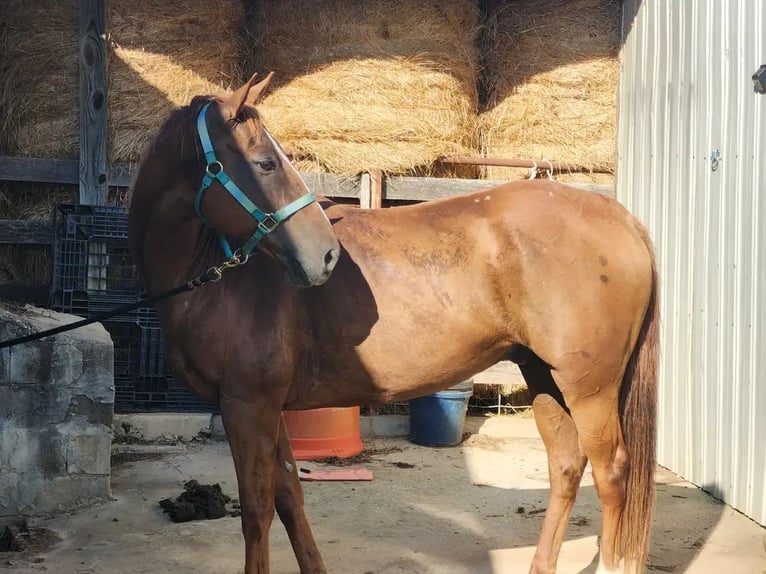 Caballo cuarto de milla Mestizo Caballo castrado 11 años 163 cm Alazán-tostado in Boiling Springs