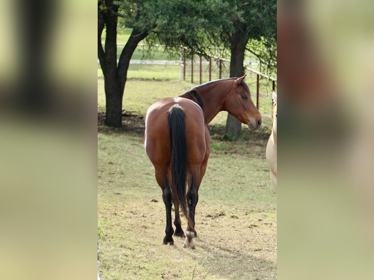 Caballo cuarto de milla Caballo castrado 11 años 163 cm Castaño rojizo in Weatherford, TX