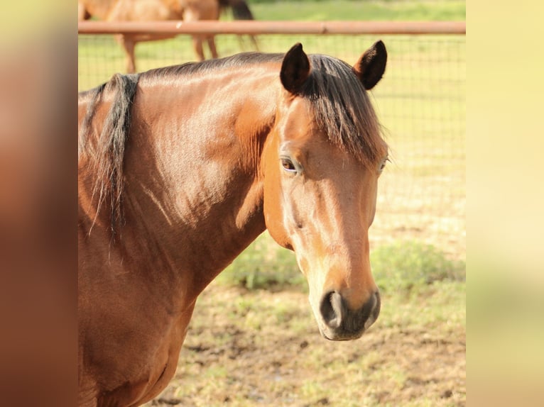 Caballo cuarto de milla Caballo castrado 11 años 163 cm Castaño rojizo in Weatherford, TX