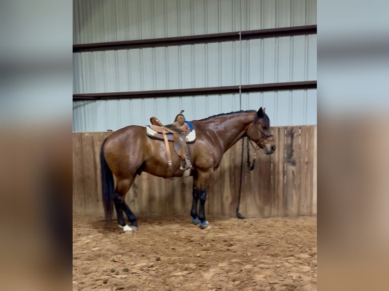 Caballo cuarto de milla Caballo castrado 11 años 163 cm Castaño rojizo in Weatherford, TX