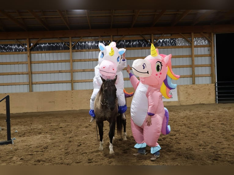 Caballo cuarto de milla Caballo castrado 11 años 163 cm Grullo in Howell MI