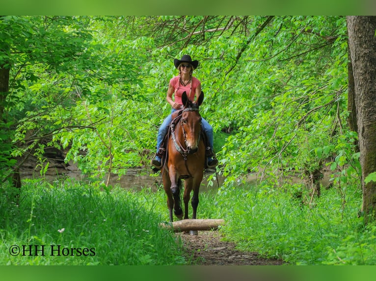 Caballo cuarto de milla Caballo castrado 11 años 165 cm Castaño rojizo in Flemingsburg KY