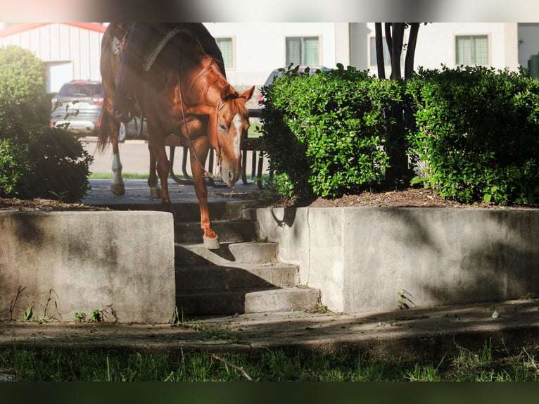 Caballo cuarto de milla Caballo castrado 11 años Alazán rojizo in Stephenville TX