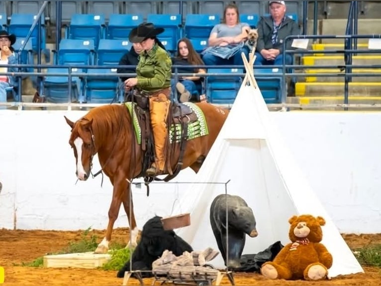 Caballo cuarto de milla Caballo castrado 11 años Alazán rojizo in Robards