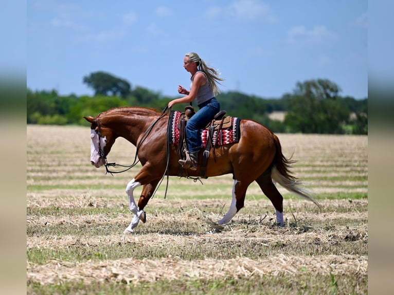 Caballo cuarto de milla Caballo castrado 11 años Alazán rojizo in Waco