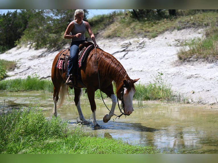 Caballo cuarto de milla Caballo castrado 11 años Alazán rojizo in Waco