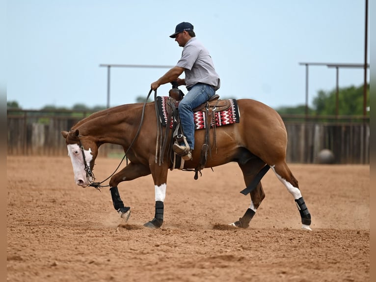 Caballo cuarto de milla Caballo castrado 11 años Alazán rojizo in Waco