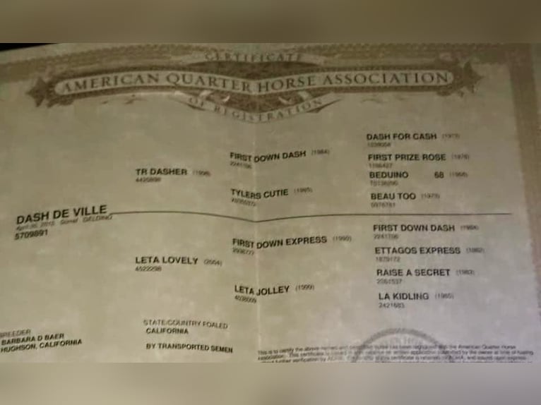 Caballo cuarto de milla Caballo castrado 11 años Alazán-tostado in Bitterwater CA