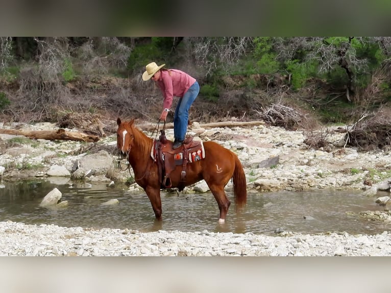 Caballo cuarto de milla Caballo castrado 11 años Alazán-tostado in Stephenville TX