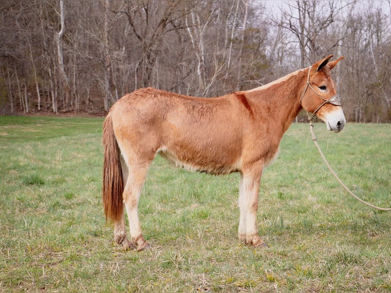 Caballo cuarto de milla Caballo castrado 11 años Bayo in Hillsboror KY