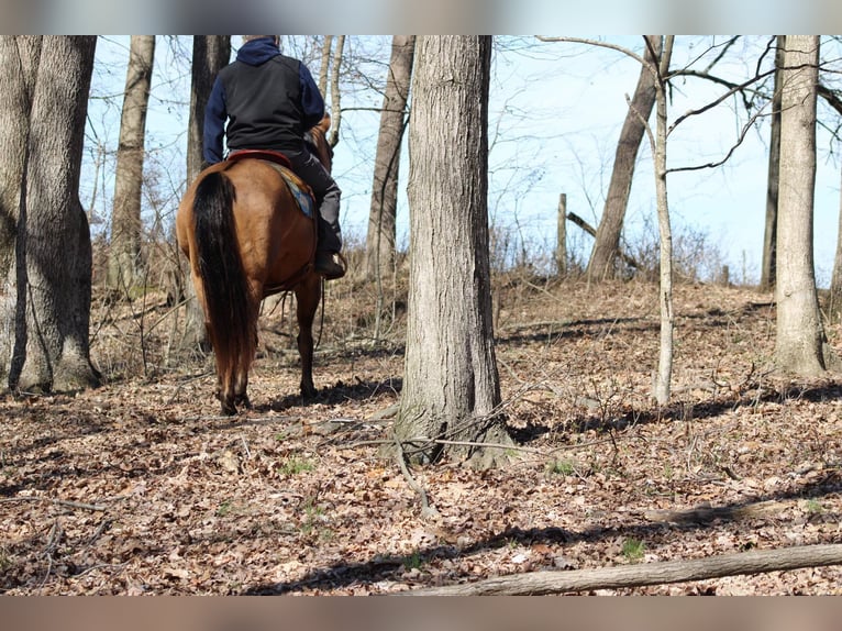 Caballo cuarto de milla Caballo castrado 11 años Buckskin/Bayo in Sonora KY