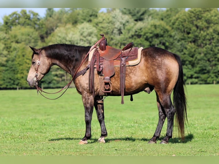 Caballo cuarto de milla Caballo castrado 11 años Buckskin/Bayo in Clarion