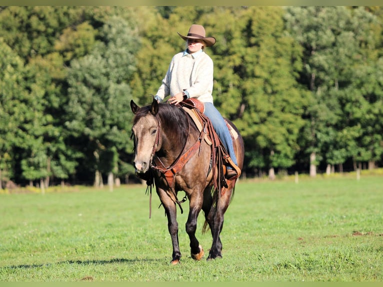 Caballo cuarto de milla Caballo castrado 11 años Buckskin/Bayo in Clarion