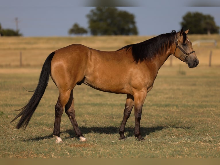 Caballo cuarto de milla Caballo castrado 11 años Buckskin/Bayo in Ripley