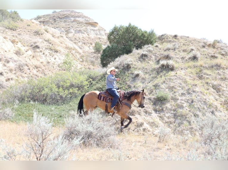 Caballo cuarto de milla Caballo castrado 11 años Buckskin/Bayo in Ripley