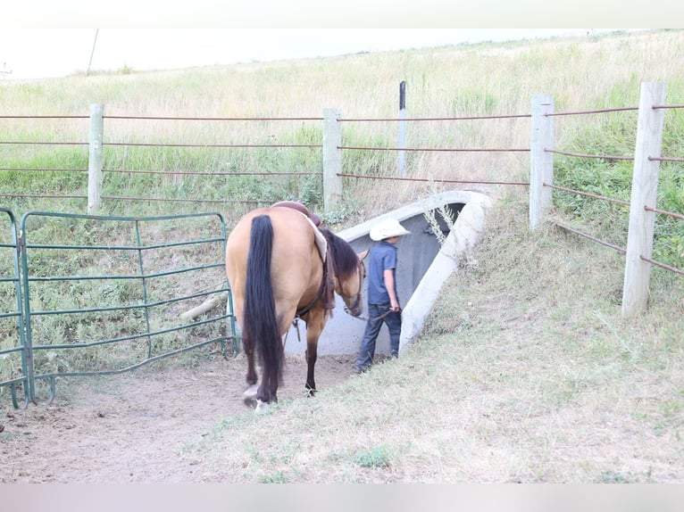 Caballo cuarto de milla Caballo castrado 11 años Buckskin/Bayo in Ripley